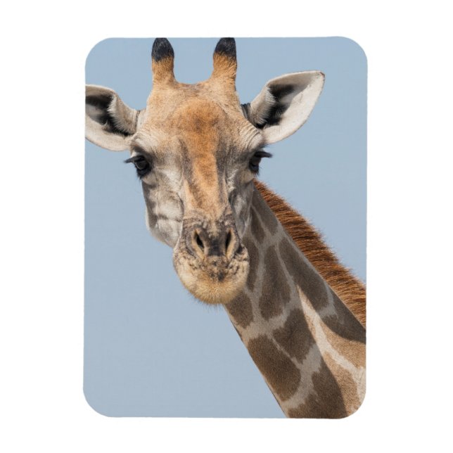 Magnet Flexible Angolan Giraffe Portrait (Vertical)