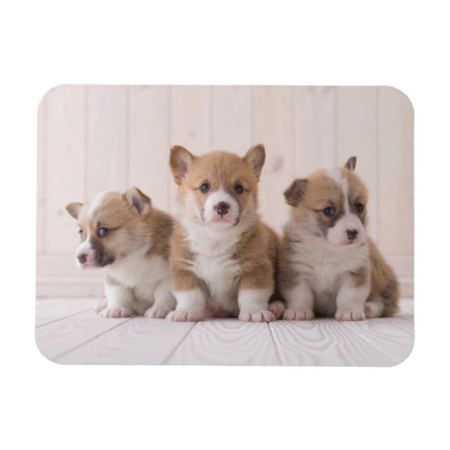 Magnet Flexible Animaux de bébés cutest | 3 Baby Corgis (Horizontal)