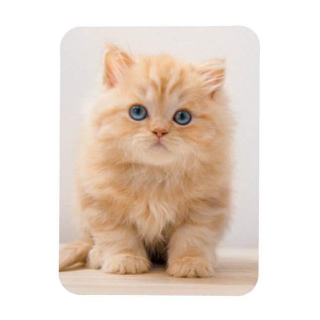 Magnet Flexible Animaux de bébés cutest | A British Longhair Kitte (Vertical)