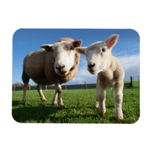 Magnet Flexible Animaux de bébés cutest   Agneau nouveau-né & mama