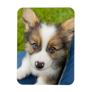 Magnet Flexible Animaux de bébés cutest   Baby Corgi dans mon geno