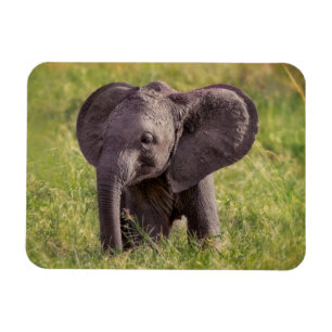 Magnet Flexible Animaux de bébés cutest Baby Elephant Kenya Afri