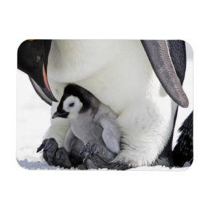 Magnet Flexible Animaux de bébés cutest   Baby Empereur Penguin