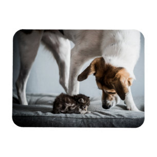 Magnet Flexible Animaux de bébés cutest   Baby Kitten & Dog