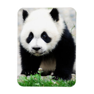 Magnet Flexible Animaux de bébés cutest   Baby Panda Bear