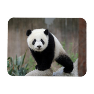 Magnet Flexible Animaux de bébés cutest   Baby Panda géant