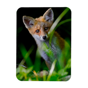 Magnet Flexible Animaux de bébés cutest   Baby Red Fox