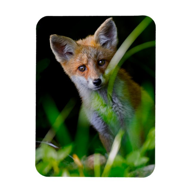 Magnet Flexible Animaux de bébés cutest | Baby Red Fox (Vertical)