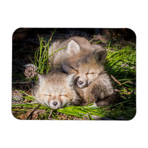 Magnet Flexible Animaux de bébés cutest   Baby Red Fox Kits Sleepi