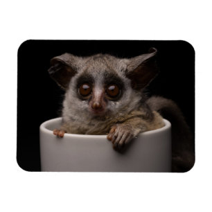 Magnet Flexible Animaux de bébés cutest Bébé mignon