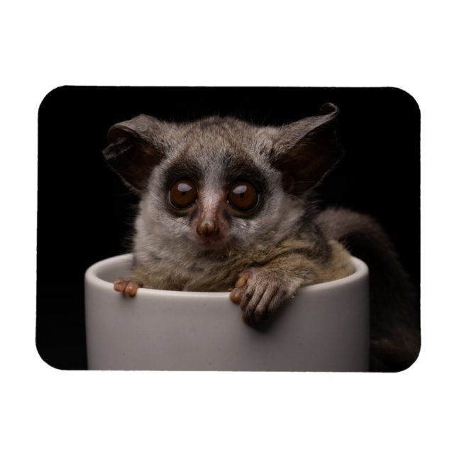 Magnet Flexible Animaux de bébés cutest | Bébé mignon (Horizontal)