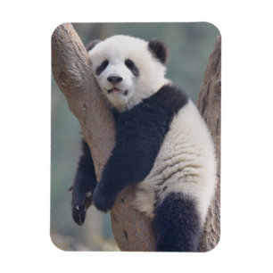 Magnet Flexible Animaux de bébés cutest Bébé Panda Ours Dormir
