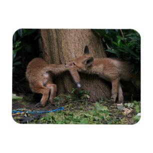 Magnet Flexible Animaux de bébés cutest   Bébé Renards Jouer