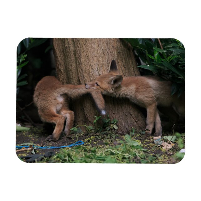 Magnet Flexible Animaux de bébés cutest | Bébé Renards Jouer (Horizontal)