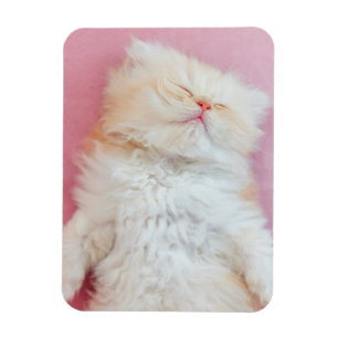 Magnet Flexible Animaux de bébés cutest Belle Chaton Dormir