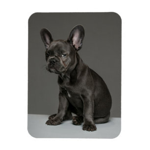 Magnet Flexible Animaux de bébés cutest   Blue French Bulldog Pupp