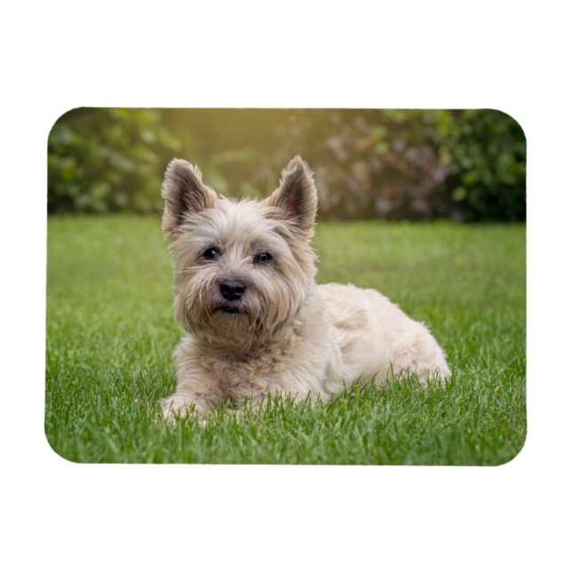 Magnet Flexible Animaux de bébés cutest | Cairn Terrier Dog (Horizontal)