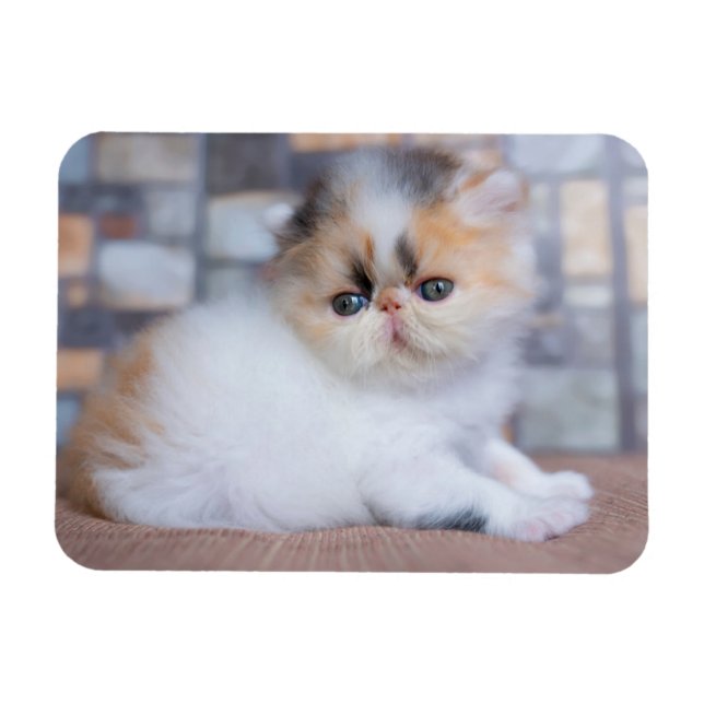 Magnet Flexible Animaux de bébés cutest | Calico Persian Kitten (Horizontal)