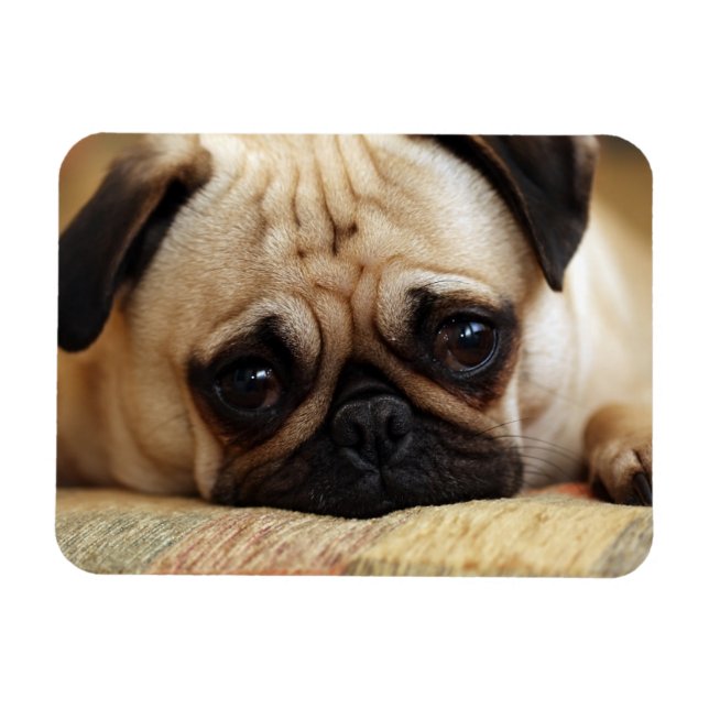 Magnet Flexible Animaux de bébés cutest | Carlin bébé chiot (Horizontal)