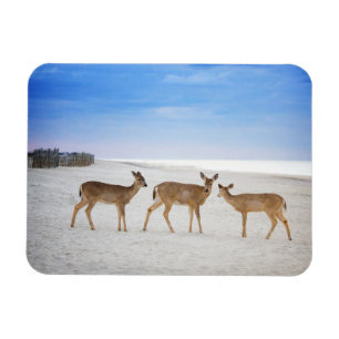 Magnet Flexible Animaux de bébés cutest   Cerfs sur la plage