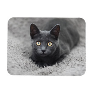 Magnet Flexible Animaux de bébés cutest   Chat gris
