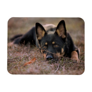 Magnet Flexible Animaux de bébés cutest   Chiot berger allemand