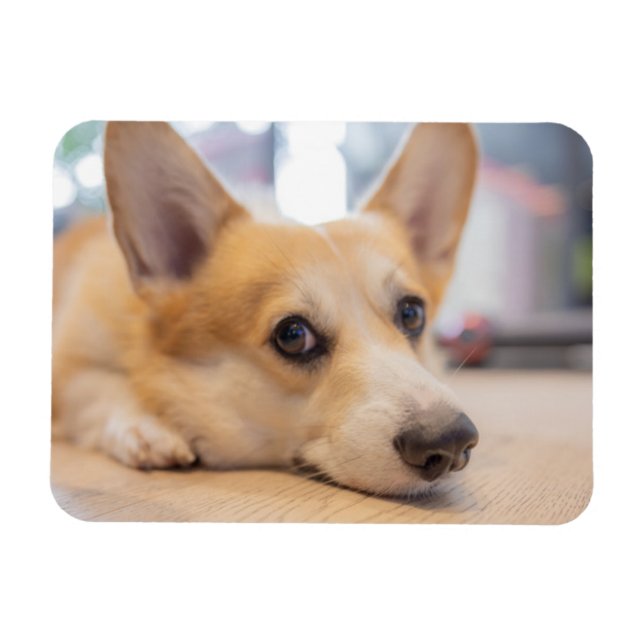 Magnet Flexible Animaux de bébés cutest | Chiot de Corgi au sol (Horizontal)