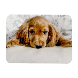Magnet Flexible Animaux de bébés cutest   Cocker Spaniel