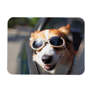 Magnet Flexible Animaux de bébés cutest Corgi lunettes dans la v