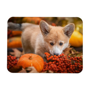 Magnet Flexible Animaux de bébés cutest Corgi Puppy en automne