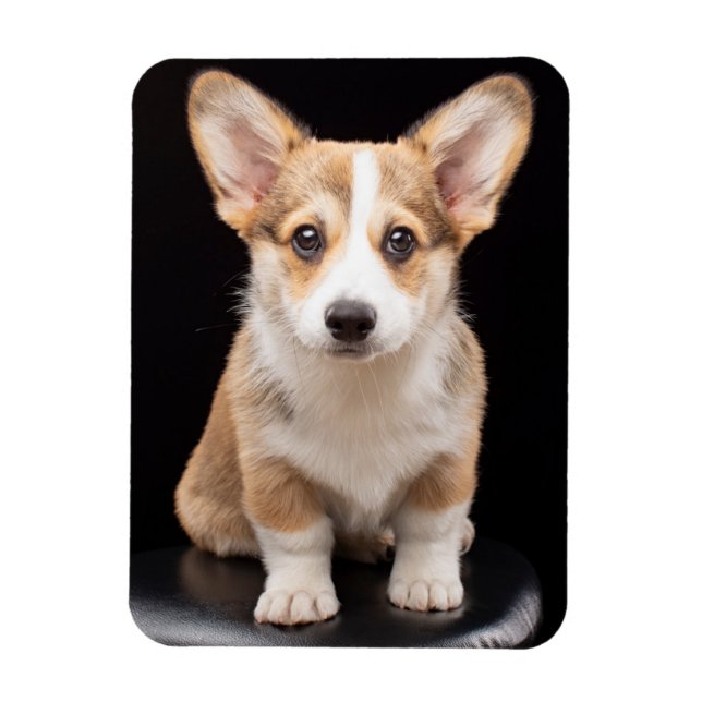 Magnet Flexible Animaux de bébés cutest | Corgi Puppy Standing Hau (Vertical)