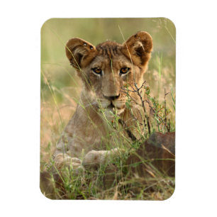 Magnet Flexible Animaux de bébés cutest   Cute Baby Lion Cub