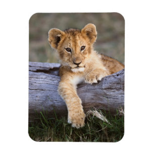 Magnet Flexible Animaux de bébés cutest   Cute Lion Cub