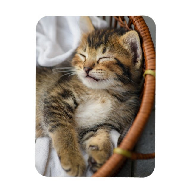 Magnet Flexible Animaux de bébés cutest | Cute Tabby Chat Dormir (Vertical)