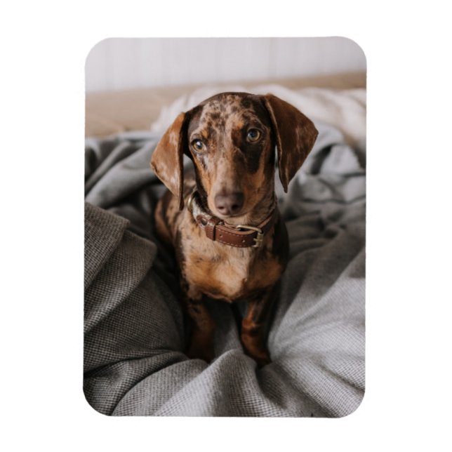 Magnet Flexible Animaux de bébés cutest | Dachshund Dachshund Dach (Vertical)