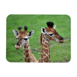Magnet Flexible Animaux de bébés cutest   Deux Giraffes pour bébés