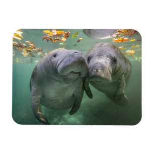 Magnet Flexible Animaux de bébés cutest   Deux Manatees