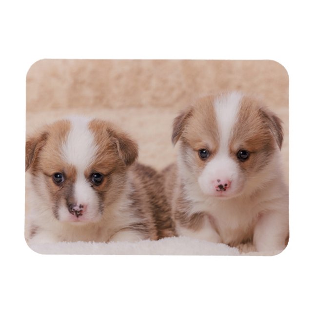 Magnet Flexible Animaux de bébés cutest | Deux Marionnettes Corgi (Horizontal)