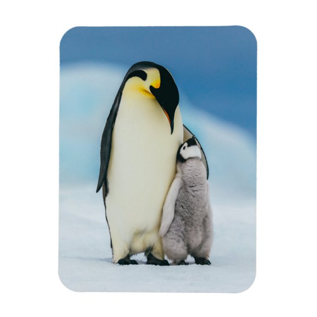Magnet Flexible Animaux de bébés cutest | Empereur Penguin Chick (Vertical)