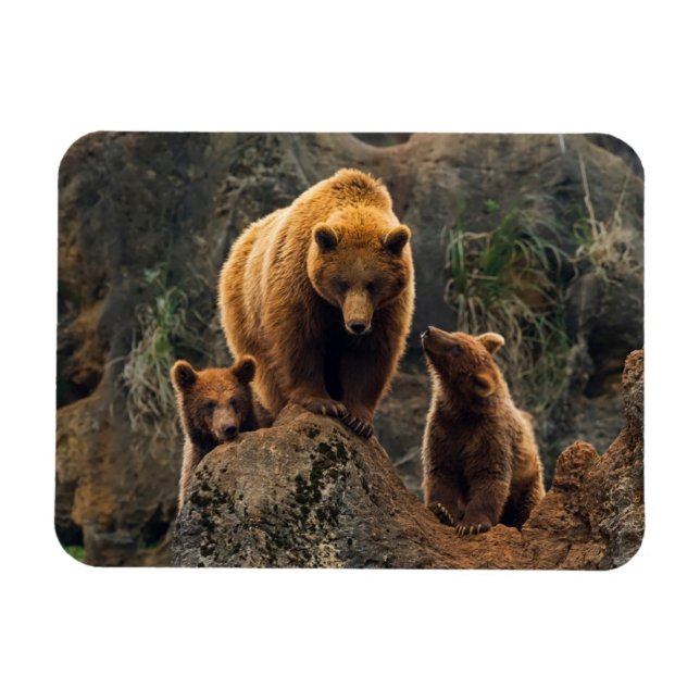 Magnet Flexible Animaux de bébés cutest | Famille d'ours Brown (Horizontal)
