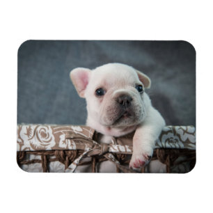 Magnet Flexible Animaux de bébés cutest   French Bulldog