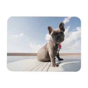 Magnet Flexible Animaux de bébés cutest French Bulldog Booking
