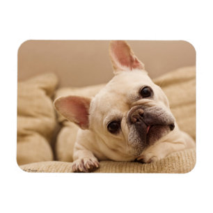 Magnet Flexible Animaux de bébés cutest French Bulldog Head Tilt