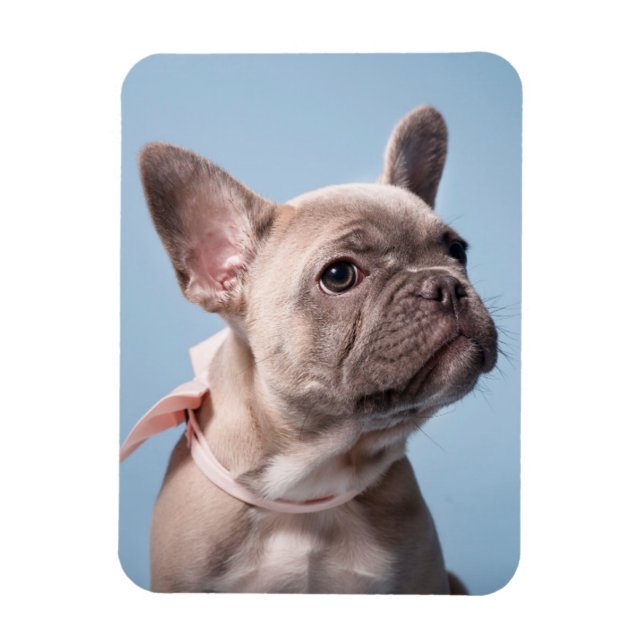 Magnet Flexible Animaux de bébés cutest | French Bulldog Pink Bow (Vertical)