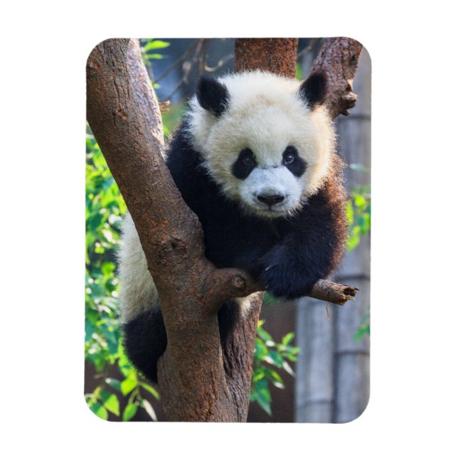 Magnet Flexible Animaux de bébés cutest | Géant Panda Cub (Vertical)