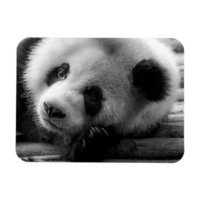 Magnet Flexible Animaux de bébés cutest | Giant Panda Bear Cub (Horizontal)
