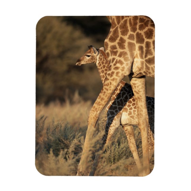 Magnet Flexible Animaux de bébés cutest | Girafe bébé et parent (Vertical)