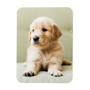 Magnet Flexible Animaux de bébés cutest Golden Retriever Puppy
