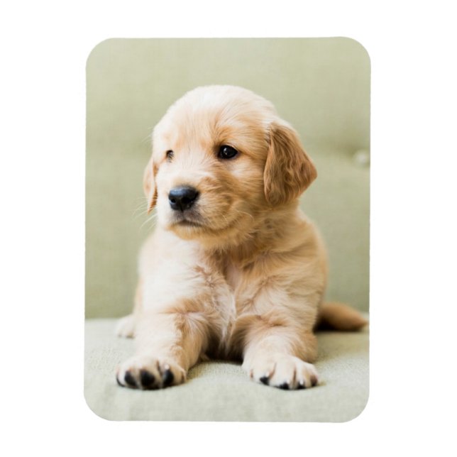 Magnet Flexible Animaux de bébés cutest | Golden Retriever Puppy (Vertical)