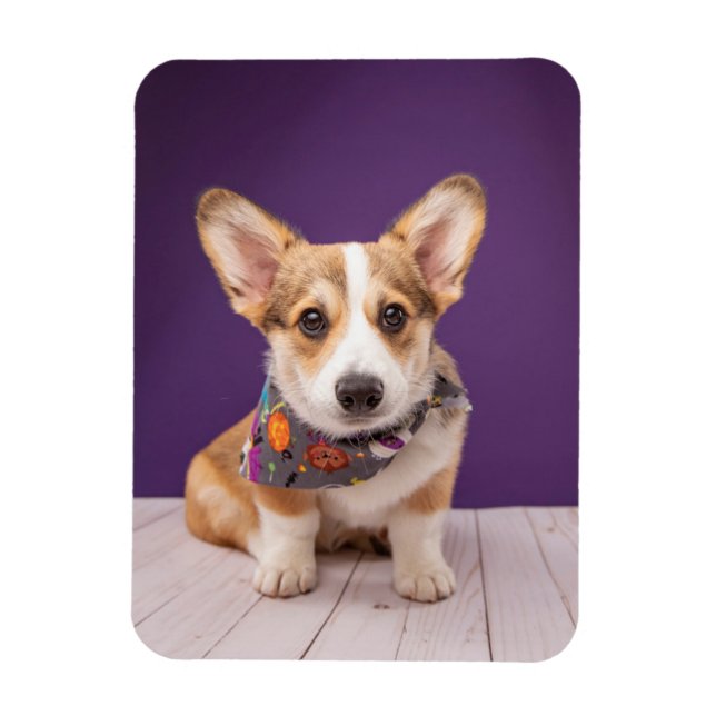Magnet Flexible Animaux de bébés cutest | Halloween Corgi (Vertical)